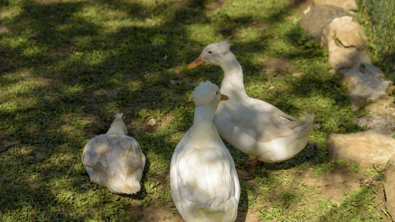 Photo of Others in Mayrac