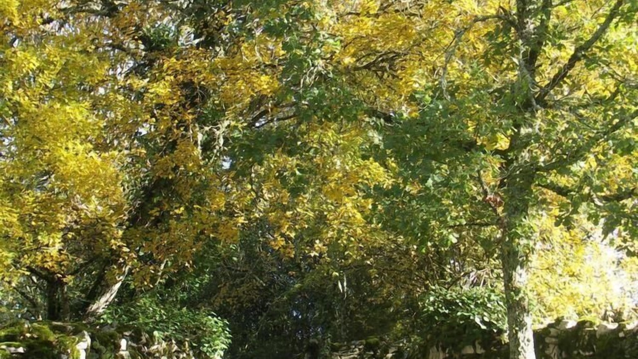 Photo of Outdoor in Grealou