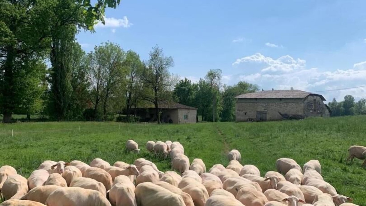 Photo of Others in Castelnau-Montratier-Sainte-Alauzie