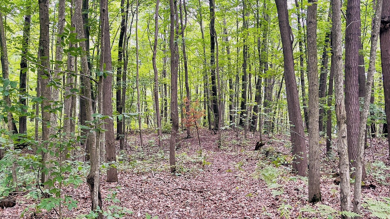 Photo of Others in Fennville