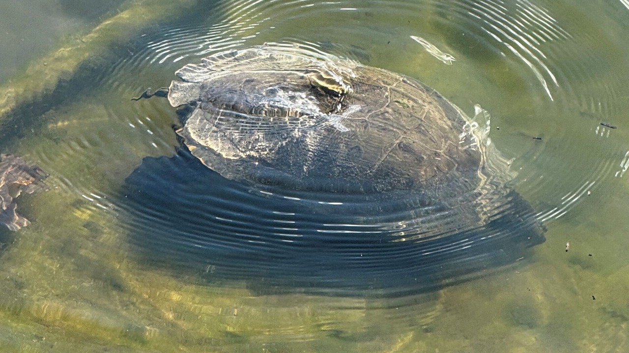 Photo of Others in Granite Shoals