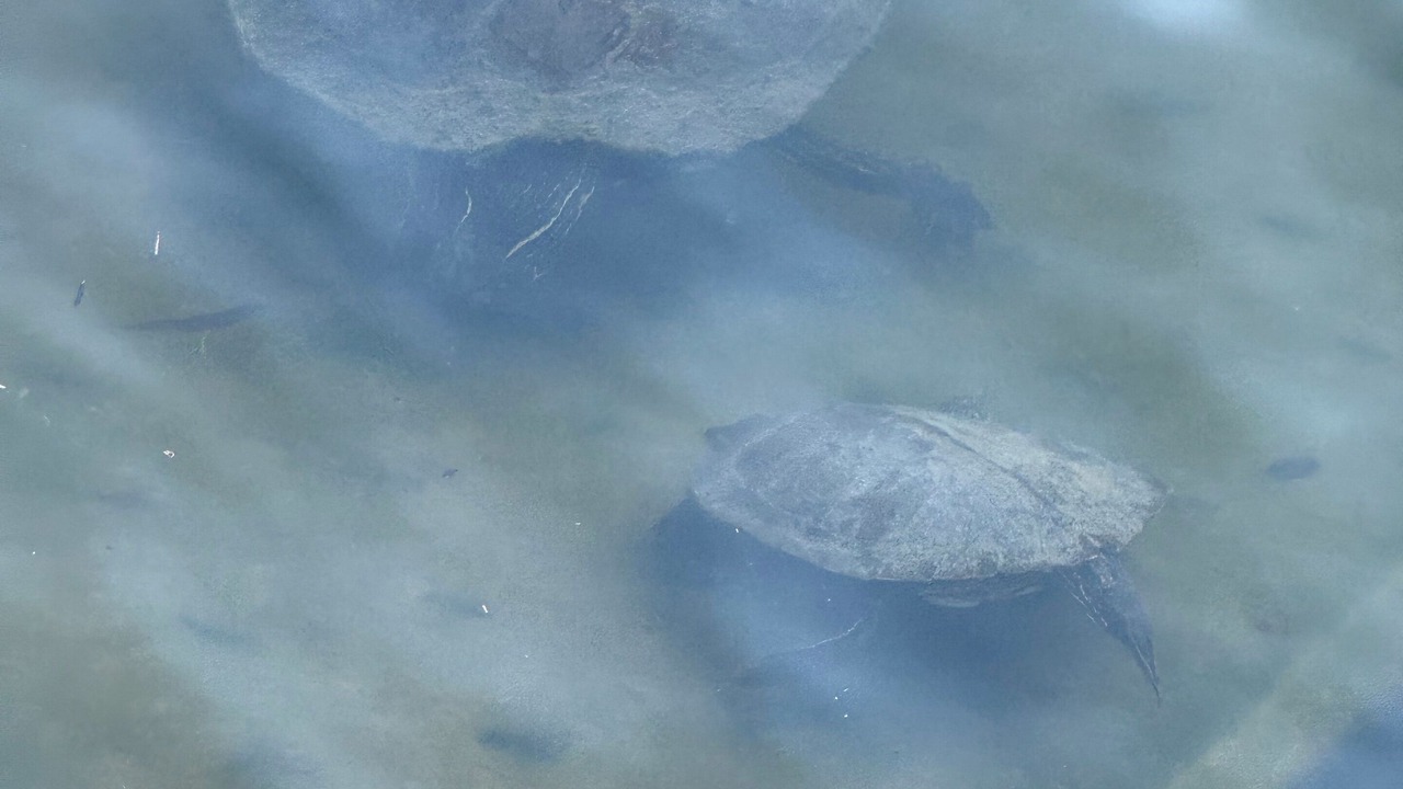 Photo of Others in Granite Shoals
