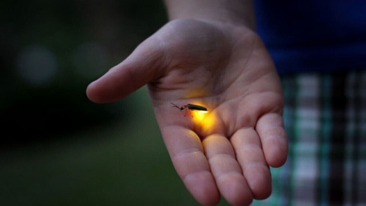 Photo of Others in Powell