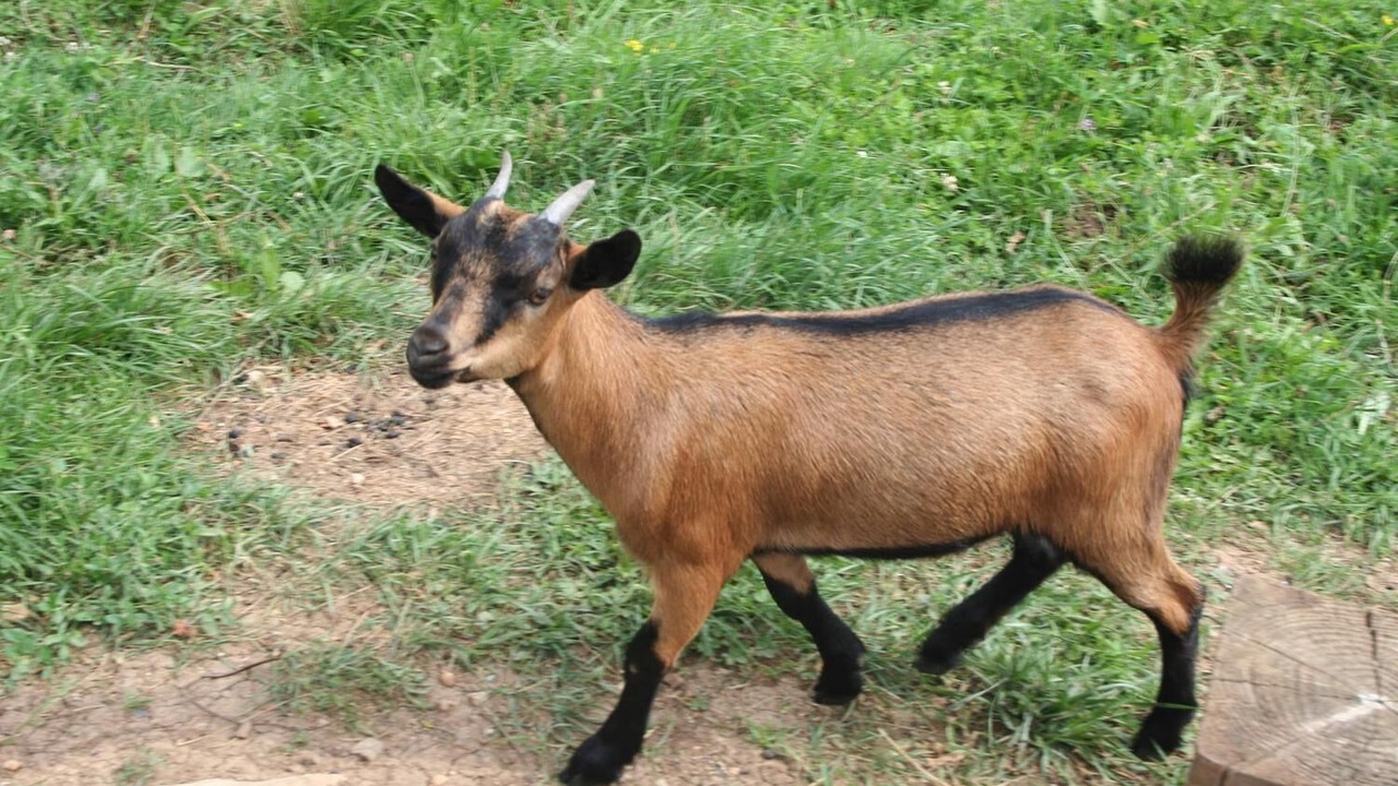 Photo of Others in Aynac
