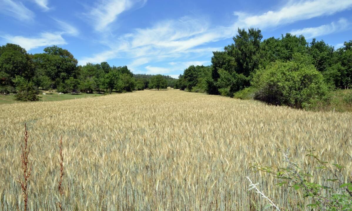 Photo of Others in Grealou