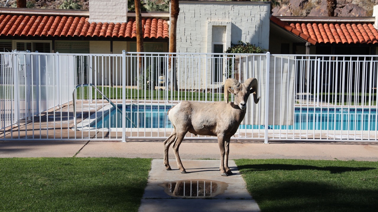 Photo of Others in Borrego Springs