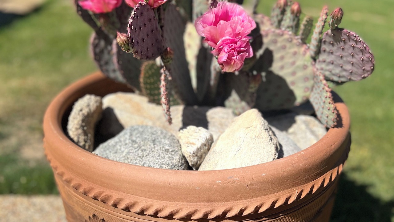 Photo of Outdoor in Borrego Springs
