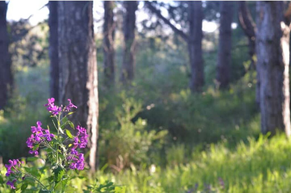 Photo of Others in Quend-Plage-les-Pins
