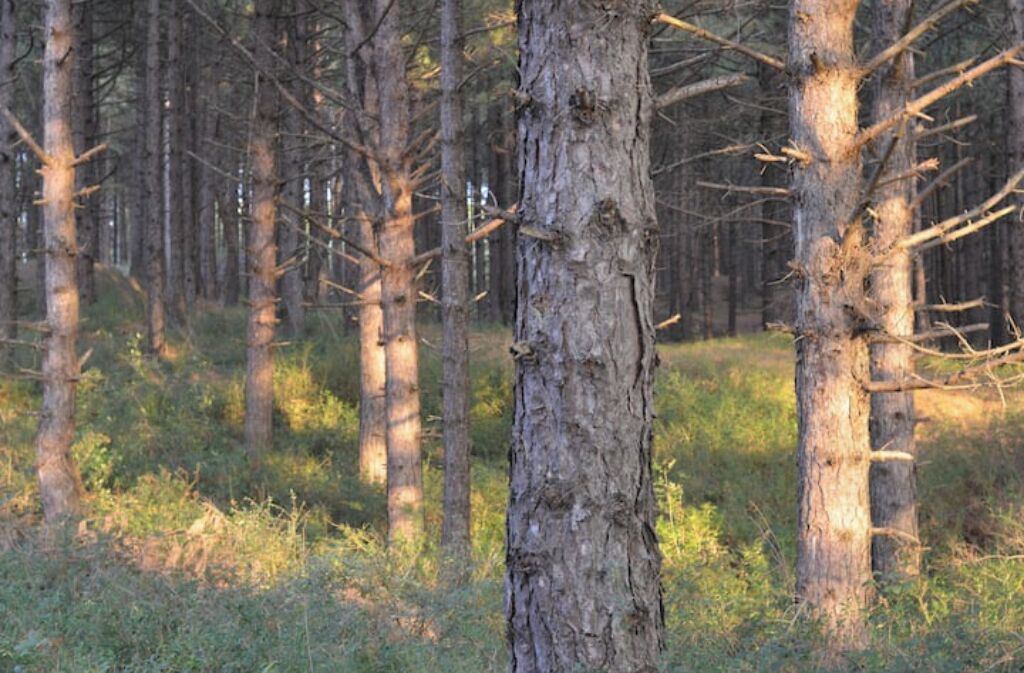 Photo of Outdoor in Quend-Plage-les-Pins