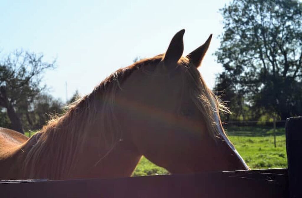 Photo of Others in Forest-Montiers