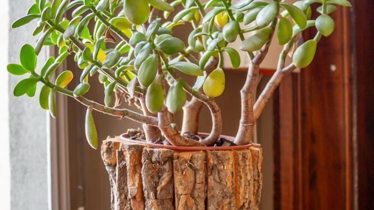 Photo of Others in Chambery