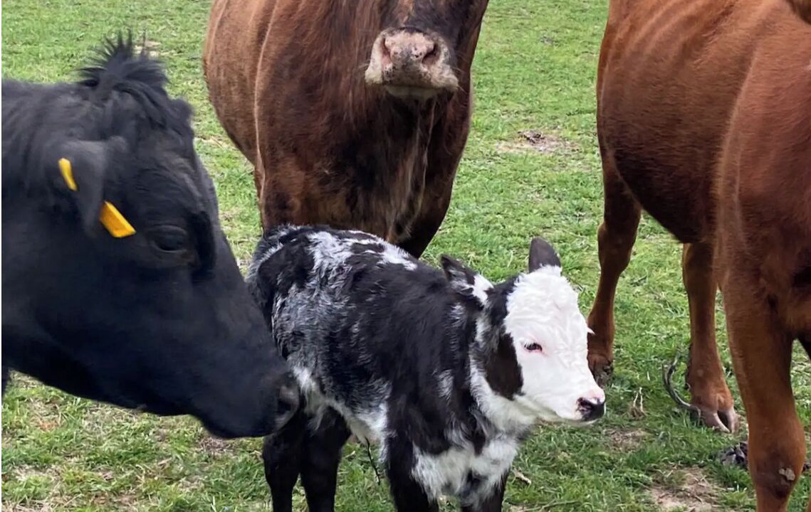 Photo of Others in Bastrop County