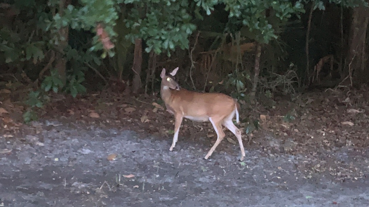 Photo of Outdoor in Shipyard Plantation