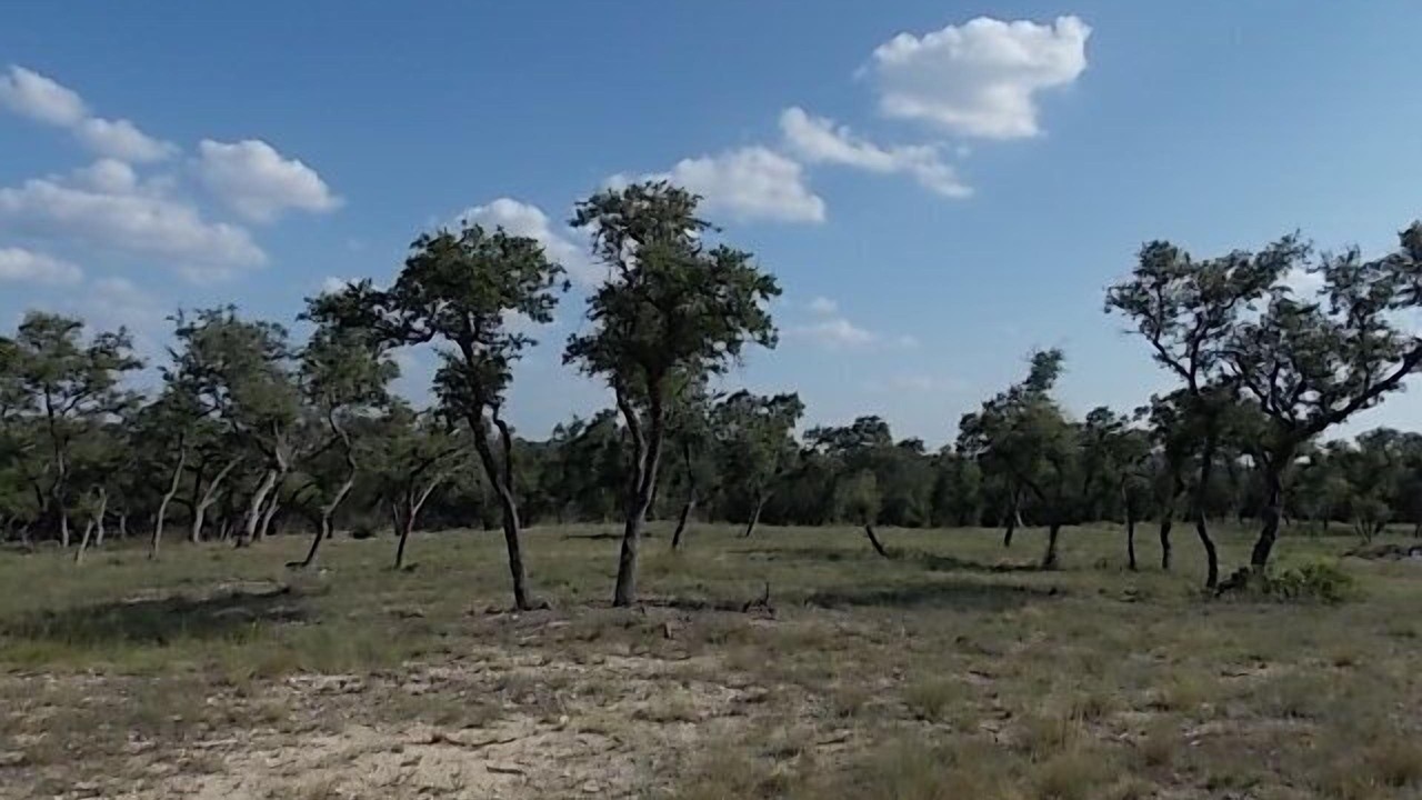 Photo of Others in Spring Branch