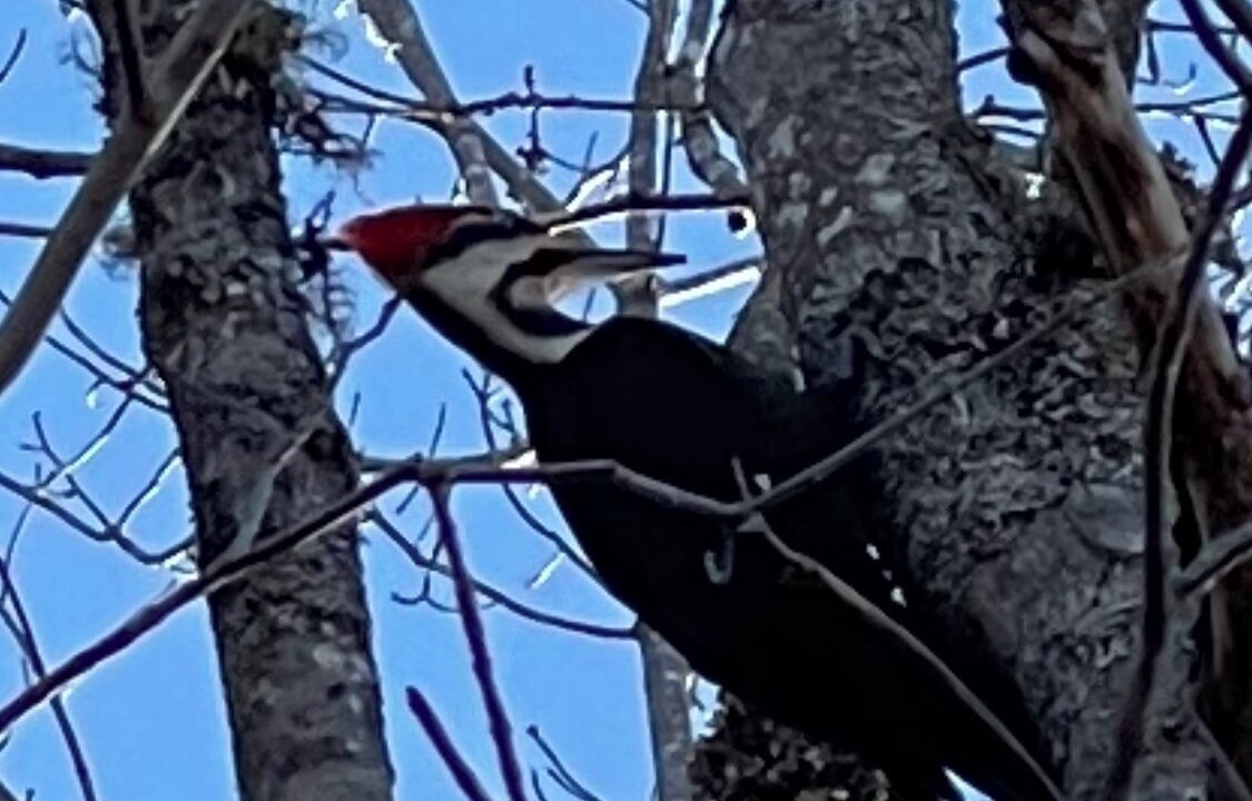 Photo of Others in Milbridge