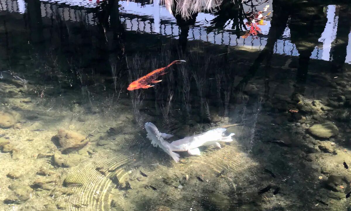 Photo of Others in Hilo