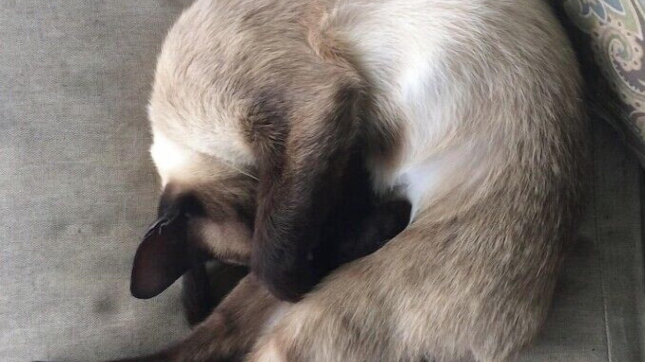 Photo of Others in Honokaa