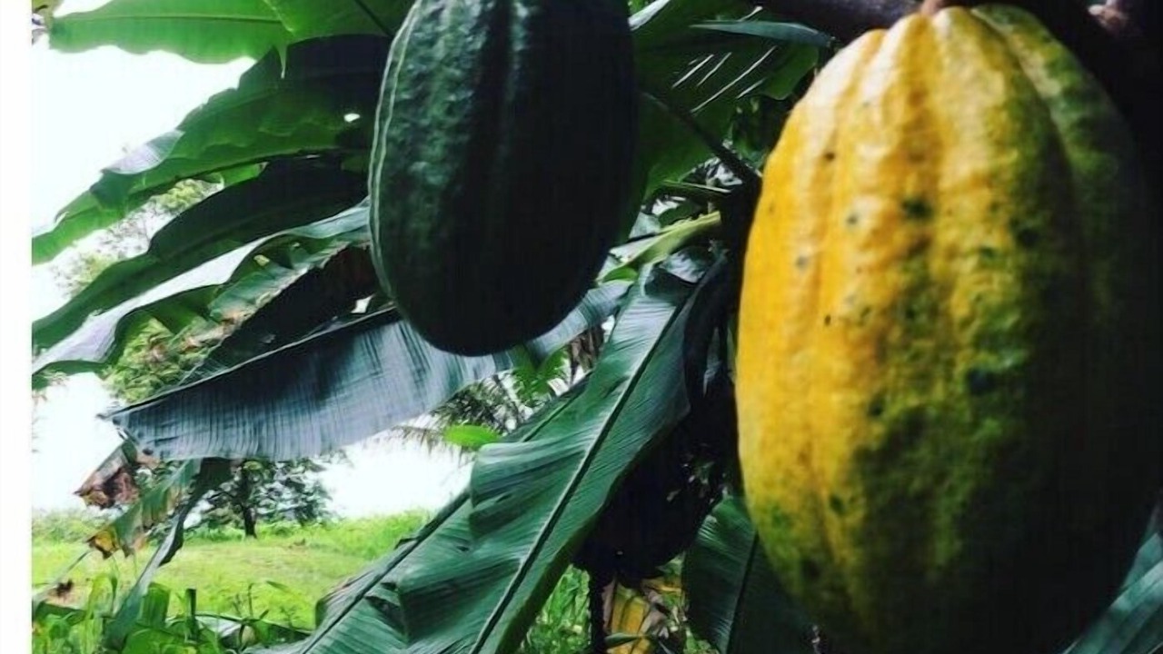 Photo of Others in Honokaa