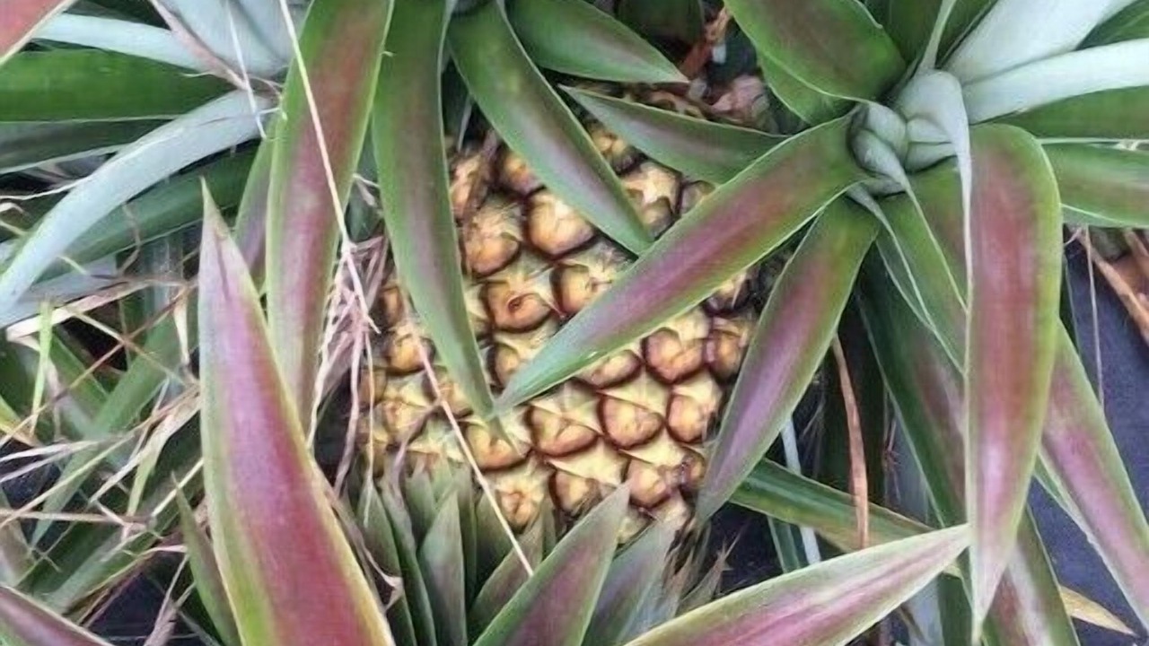 Photo of Outdoor in Honokaa