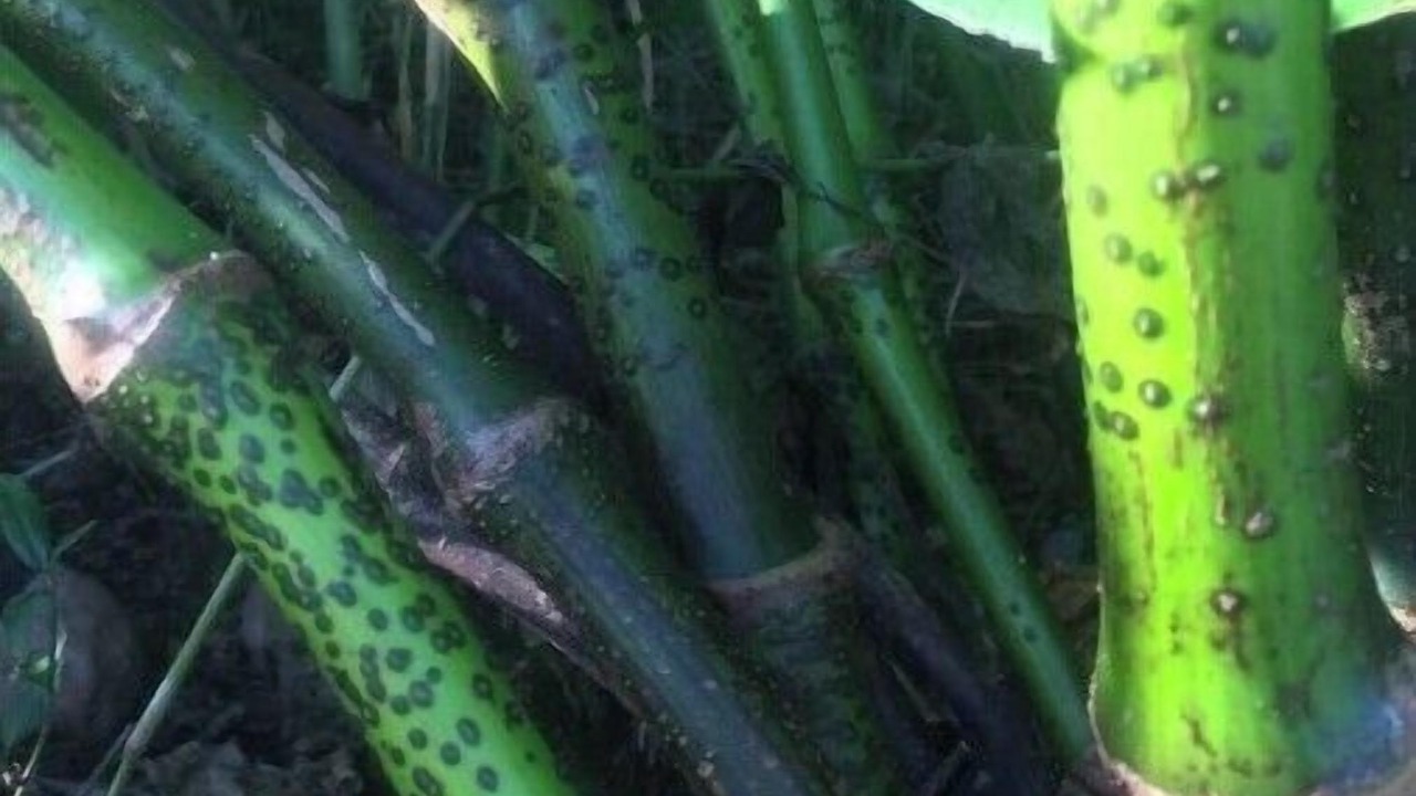 Photo of Others in Honokaa