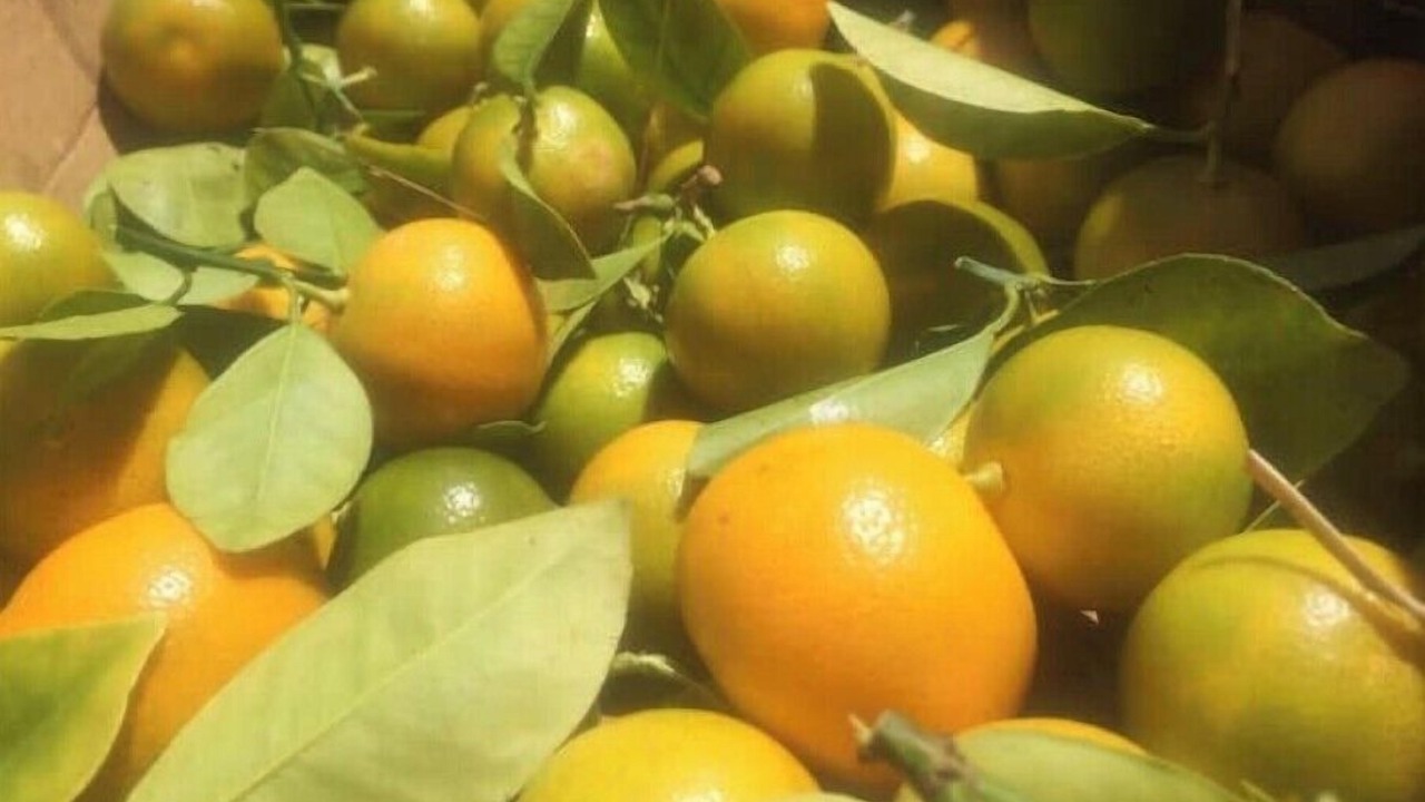 Photo of Others in Honokaa