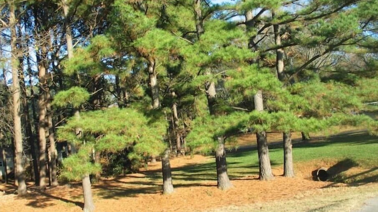 Photo of Outdoor in Cary
