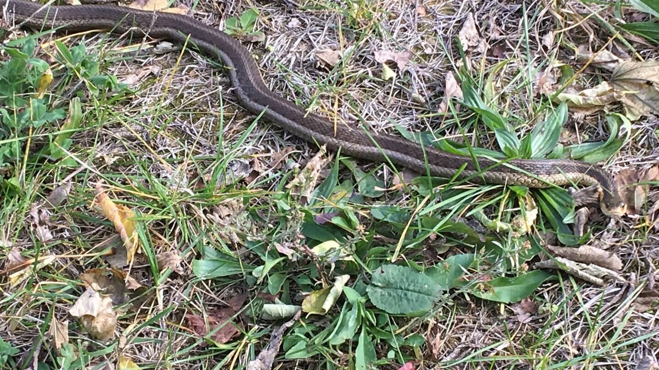 Photo of Others in Kingsville