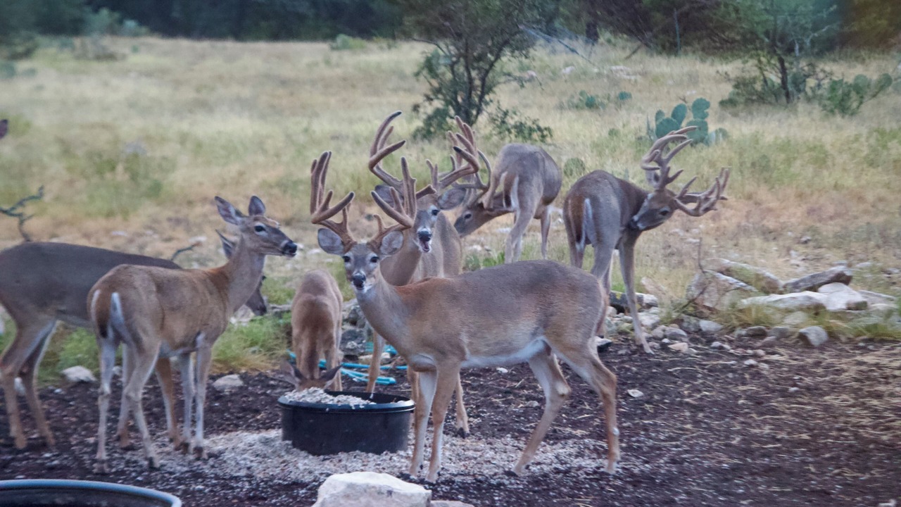 Photo of Others in Harper