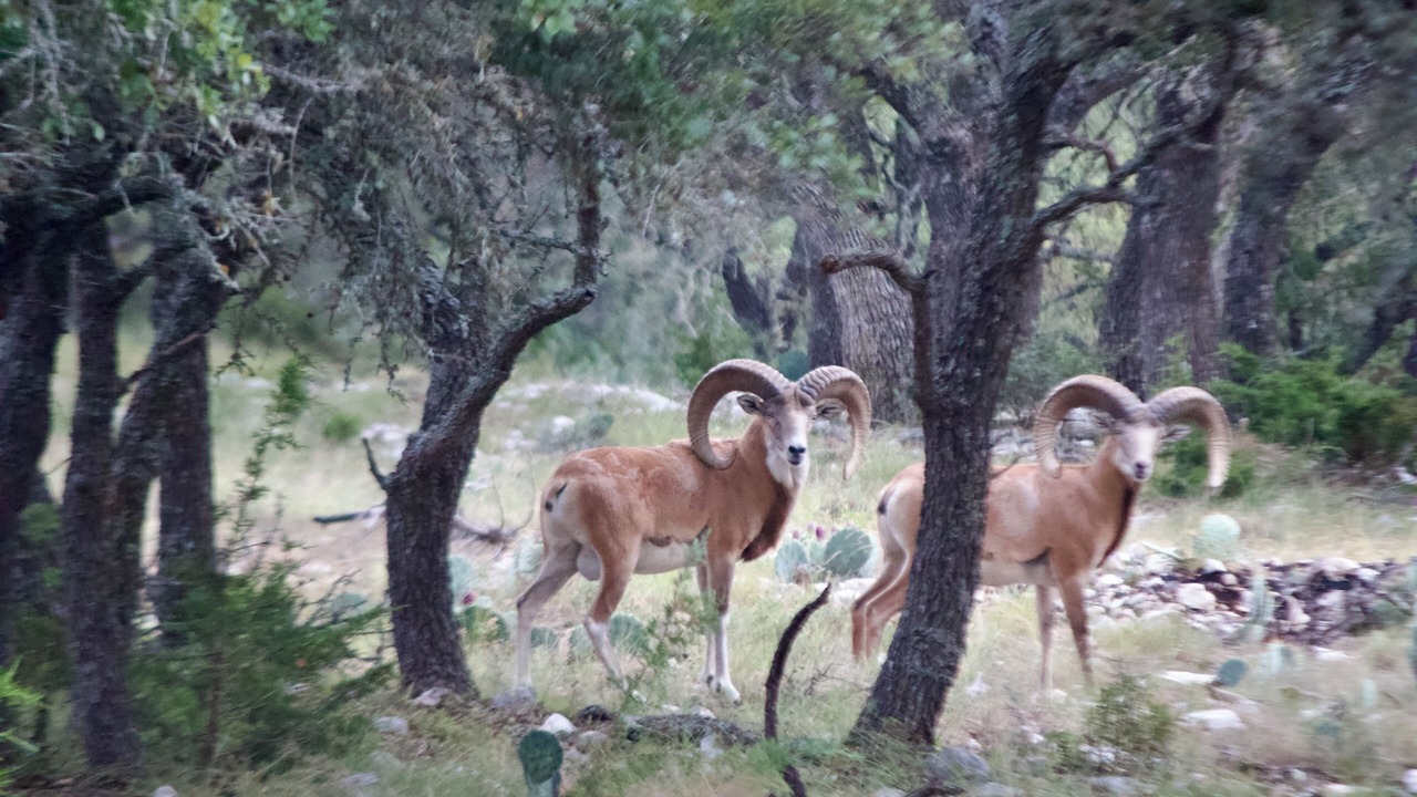 Photo of Outdoor in Harper