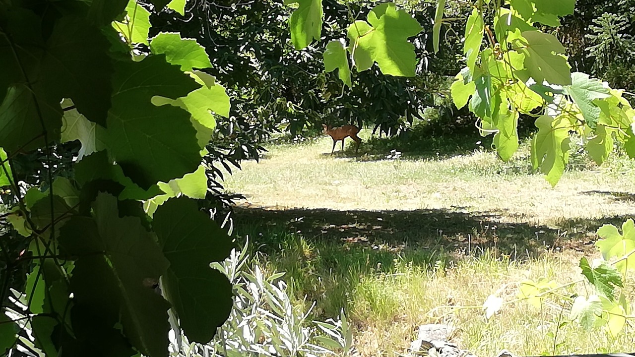 Photo of Outdoor in Roquebilliere