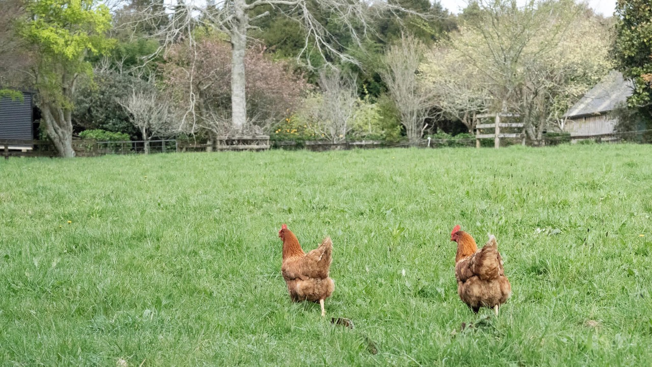 Photo of Others in Whakamarama