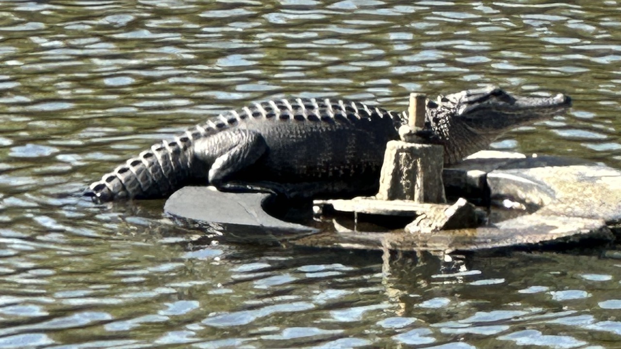 Photo of Others in Port Richey