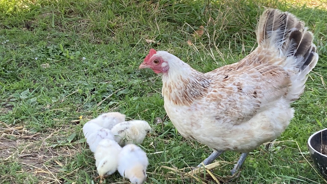 Photo of Others in Pouille