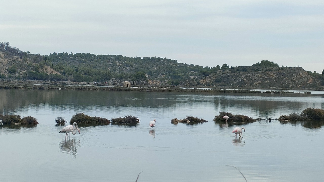 Photo of Others in Peyriac-de-Mer