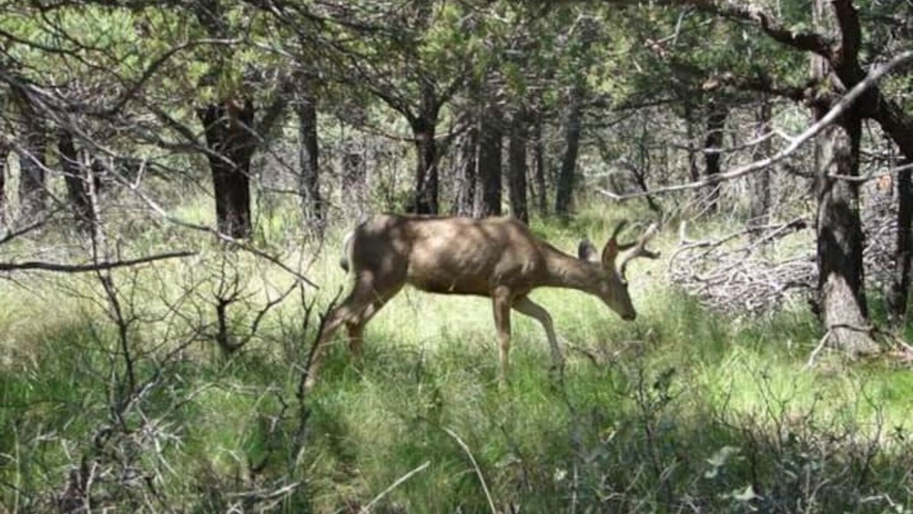 Photo of Others in Timberon