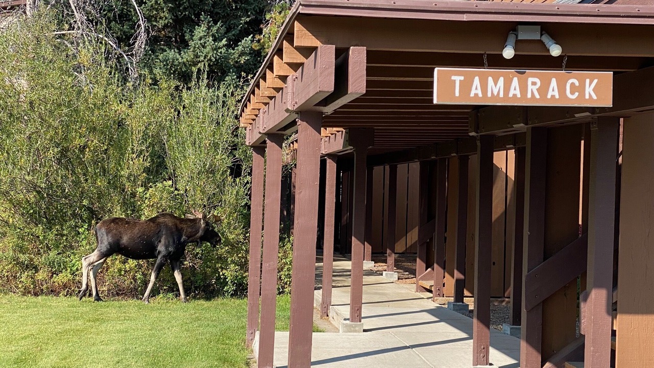 Photo of Others in Moose Wilson Road