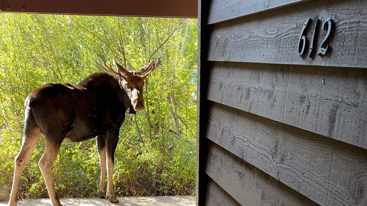 Photo of Others in Moose Wilson Road