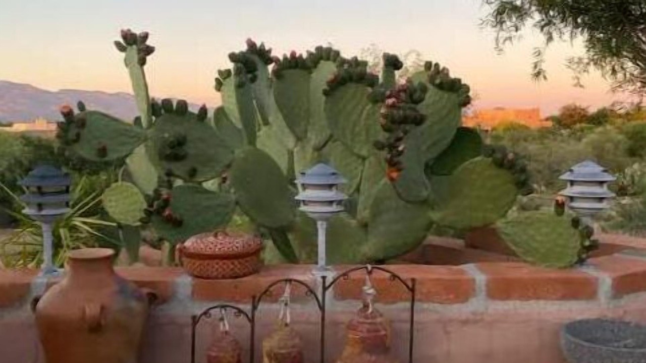 Photo of Others in New Tucson