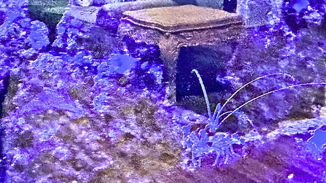 Photo of Bedroom in The Colony