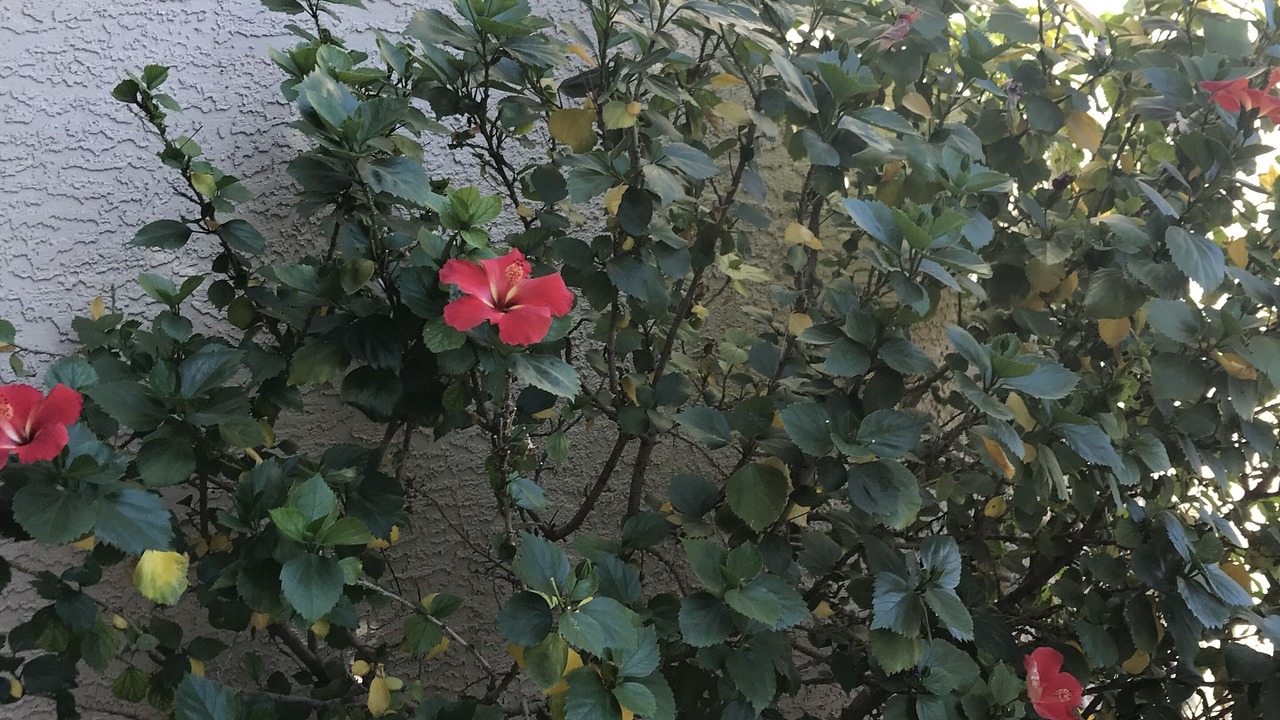 Photo of Outdoor in Estrella Vista