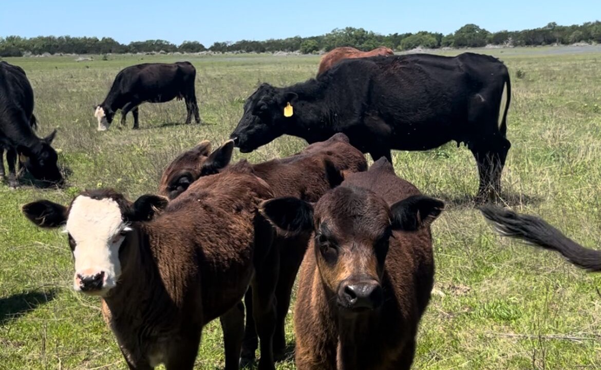 Photo of Others in Liberty Hill