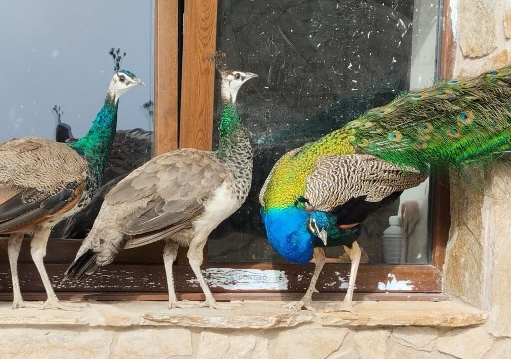 Photo of Others in Fuentiduena
