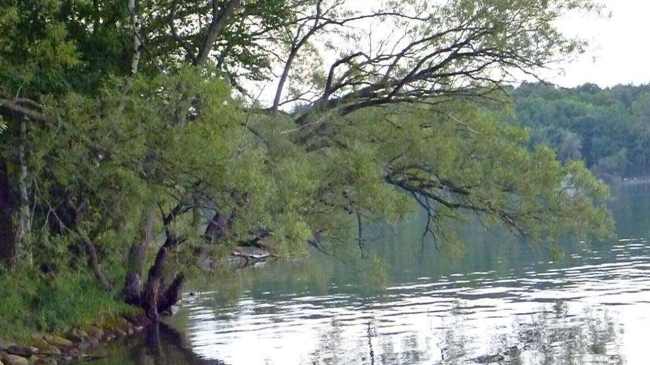 Photo of Others in Bongard