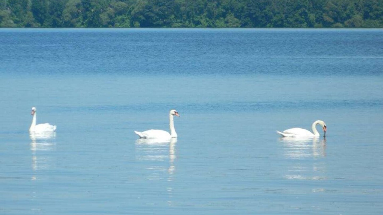 Photo of Others in Bongard