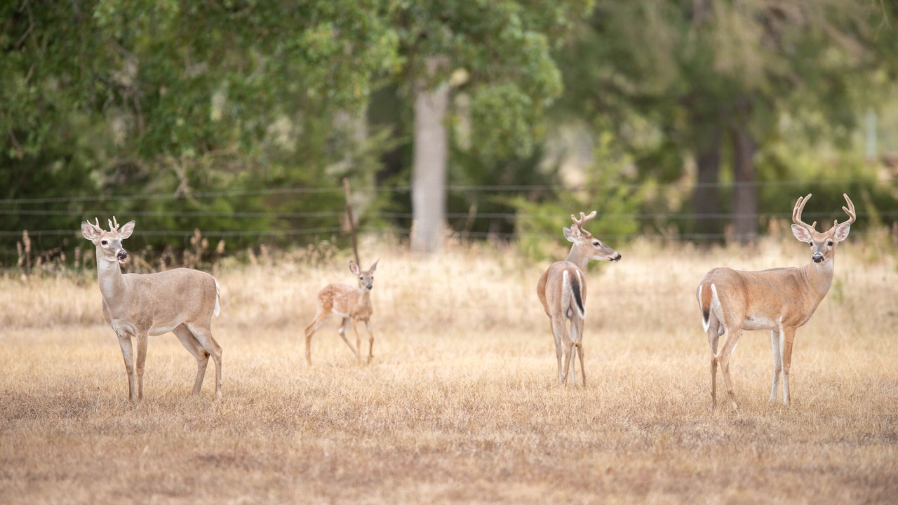 Photo of Others in Liberty Hill
