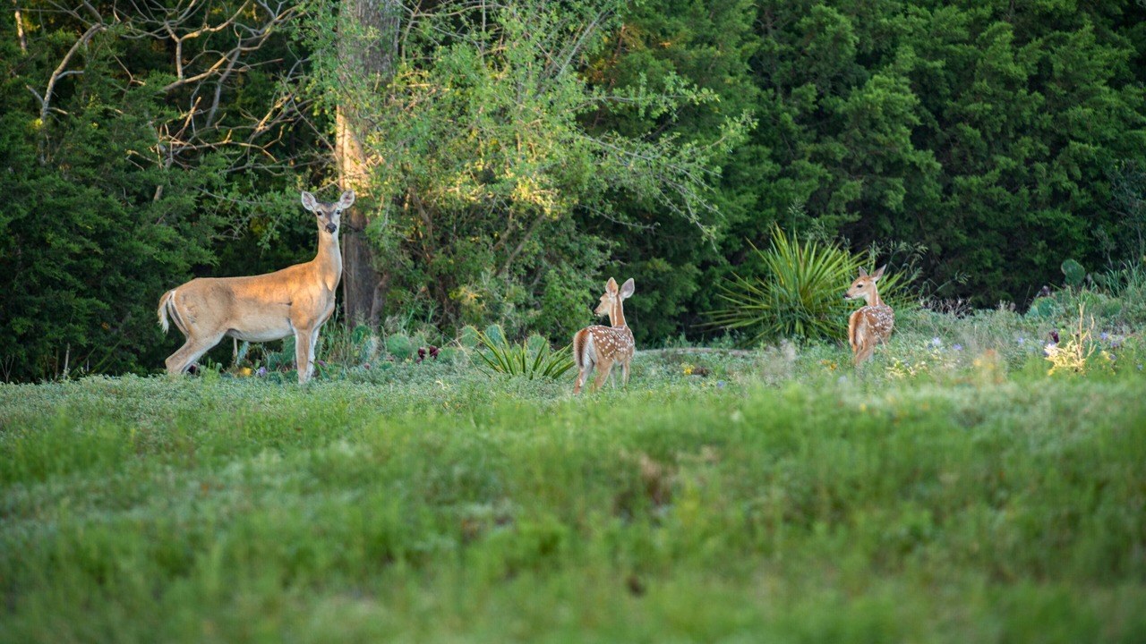 Photo of Others in Liberty Hill