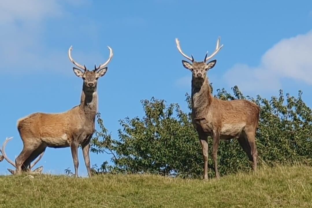 Photo of Others in Invershin