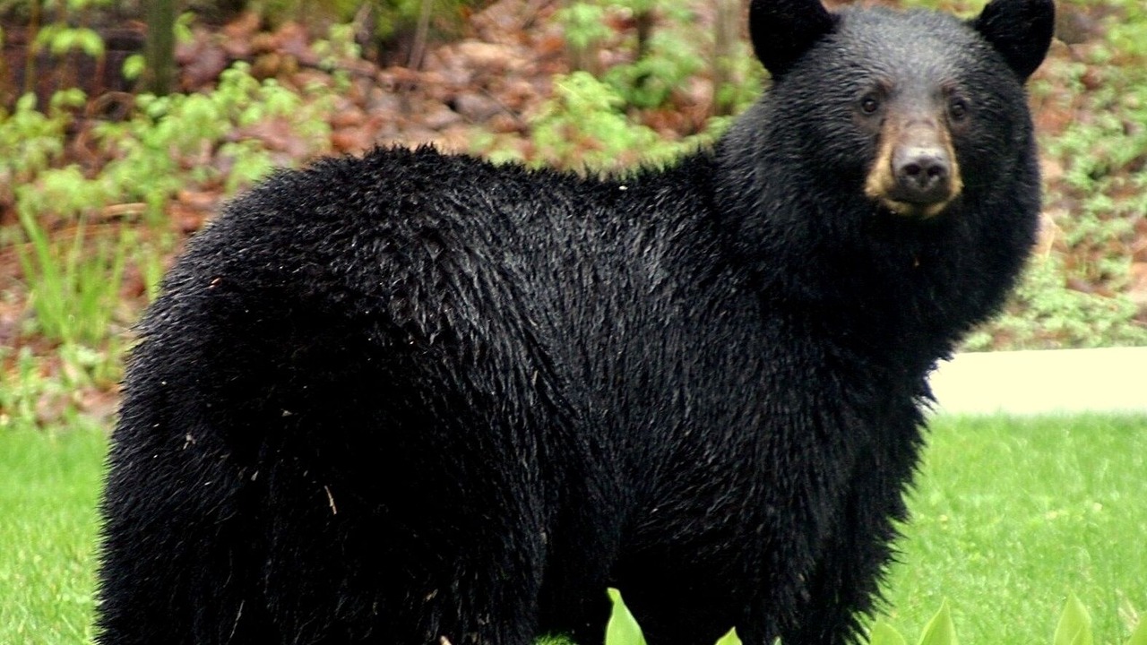 Photo of Others in Wasagaming