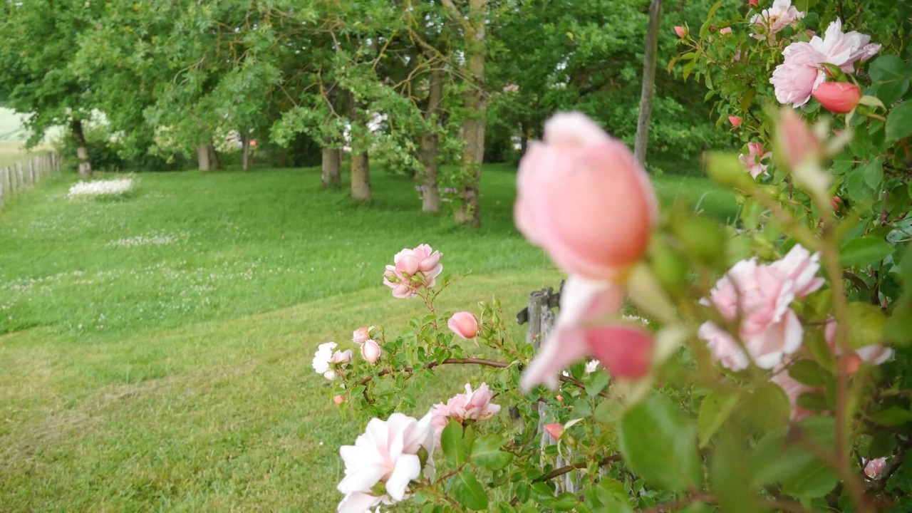 Photo of Outdoor in Pierre-de-Bresse