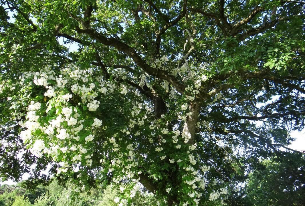 Photo of Others in Pluneret